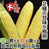 国華園　野菜たね　トウモロコシ　F1夏まきスイート　1袋(30ml入)【※発送が国華園からの場合のみ正規品です】