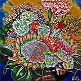 High Quality BD-0539 8 by 8-Inch Protea Flower Ceramic Art Tile