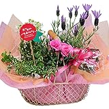 カーネーションの入った 母の日寄せ鉢ミックス