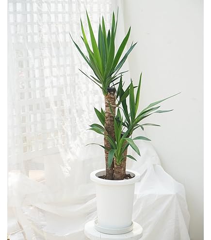 Amazon｜【サムライフラワー】観葉植物 ユッカ 6号(カラーポッド赤