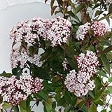 ビバーナム：ティヌス 6号ポット[蕾・花・実とも美しい常緑低木] ノーブランド品