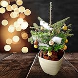 ウラジロモミ 根巻株 (鉢なし) クリスマスクリスマスツリー樹高約40～50cm前後 個体差あります ※オーナメントはついていません モミノキ モミの木 苗 苗木 本物 もみの木 クリスマスツリー 生ツリー 常緑樹 針葉樹 裏白 庭木 (鉢なし)