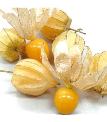 Amazon.co.jp: 【激レア品種】プルメリア接木苗 'Orane Famta