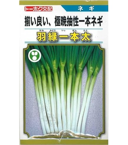 ネギ　項羽　5000粒　有効期限10月 ねぎ] 羽緑一本太葱 コート種子 5000粒 (株)トーホク(野菜種