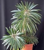 Pachypodium lamerei - Madagascar palm - 50 seeds