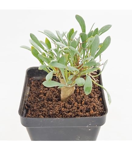 Amazon｜パキポディウム ウィンゾリー 実生 まん丸 塊根植物