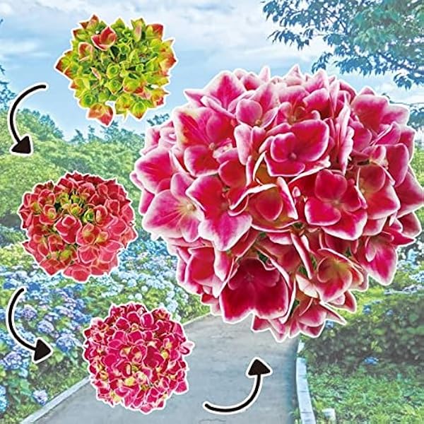 アジサイ 苗木 ストロングハートpvp 品種登録出願中 5号鉢 1鉢 花木苗 紫陽花 あじさい アジサイの苗木 国華園 22年春商品 花 Amazon