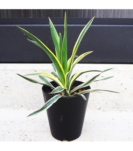 Amazon.co.jp: ユッカ フィリフェラ 5号お任せ 実生苗 Yucca