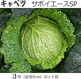キャベツ サボイエースSP 直径9cmポット苗 5ポットセット