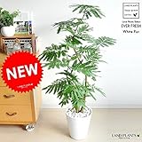 LAND PLANTS エバーフレッシュ 白セラアート鉢