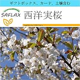 SAFLAX - ギフトセット - 西洋実桜 - 10 個の種。- ギフトボックス、カード、ラベル、鉢植え用土壌を含みます。 - Prunus avium