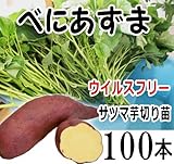 6月1日（金）発送 さつまいも ベニアズマ 切り苗 100本