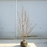 庭木:夏椿(なつつばき) シャラ 株立ち (根巻き)