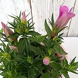 りんどう：ももずきんちゃん4号鉢植え[長い間楽しめる岩手の竜胆] ノーブランド品