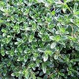 タイム：レイタータイム3号ポット6株セット[グランドカバーに適したタイム][ハーブ苗]