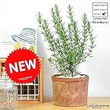 LAND PLANTS ローズマリー モスポット鉢