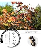■野生のブルーベリー■ ナツハゼ 根巻き苗 庭木 低木