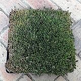 セダム：モリムラマンネングサのマット25cm×25cm　1枚[グランドカバーに！] ノーブランド品