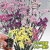 国華園　プラグ花苗 スターチスミックス(70本入・花色無選別)【※発送が国華園からの場合のみ正規品です】