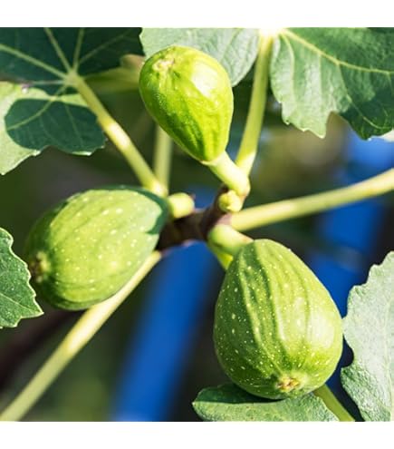 初出品！希少！台湾黄金果「大実品種」 アビウ苗木 初出品 希少 台湾