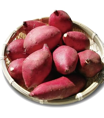 Amazon.co.jp: キャッサバの生芋 (2kg) : 食品・飲料・お酒