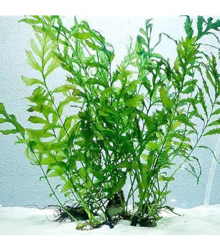 Amazon.co.jp: （水草）ボルビティス ヒュディロティ（水中葉