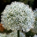 アリウム：モンブラン（白）大球1球入り[巨大輪の白花アリウム] ノーブランド品
