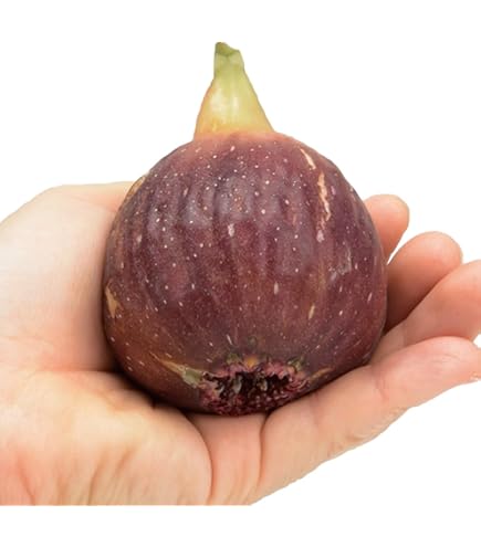 いちじく Amazon.co.jp: いちじく 苗 久留米ハニードロップ 12cmポット イチジク