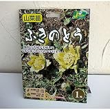 野菜球根パック：ふきのとう（フキ・蕗）1株入り2袋セット[春を知らせるおいしい山菜] ノーブランド品