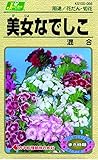 カネコ種苗 草花タネ056 美女なでしこ 混合 10袋セット