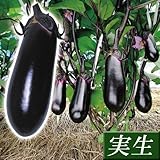 国華園　実生野菜苗　ナス　F1黒味　28株【※発送が国華園からの場合のみ正規品です】