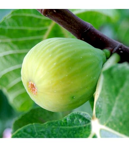 イチジク（無花果蓬莱柿）極太幹の大株苗 Amazon｜イチジク(無花果蓬莱柿)極太幹の大株苗｜観葉植物 オンライン通販
