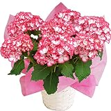 ミカコレッド　さかもと園芸　達人のあじさい　母の日　あじさい　アジサイ　紫陽花　花鉢植え　花　ギフト　プレゼント　贈答品