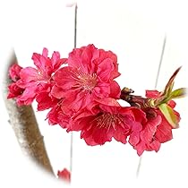 はなもも ハナモモ（花桃）：矢口桃・赤花 | nae-ya｜herbal tree shop