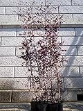 ベニバナトキワマンサク (赤葉) 樹高1.0m前後 5本セット
