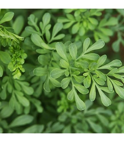 ネコノヒゲ　苗　猫 クミスクチン　白花/観葉/植物/山野草/ハーブ ネコノヒゲ（猫のひげ/クミスクチン）白 3.5号（直径10.5cm）ポット苗
