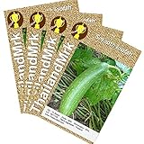 Thai Smooth loofah Luffa cylindrica Cucurbitaceae 4 Bulk ThailandMrk