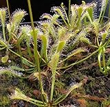 Drosera nidiformis - sundew - 5 seeds