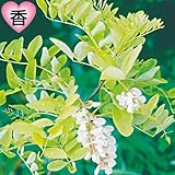 国華園　花木苗　ニセアカシア　1株【※発送が国華園からの場合のみ正規品です】