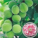 国華園　果樹苗　ウメ　花香実（大梅）　1株【※発送が国華園からの場合のみ正規品です】