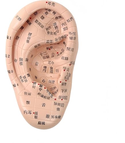 Amazon.co.jp: スタンド付き耳模型 幅120×高さ250×奥行65mm (2個セット