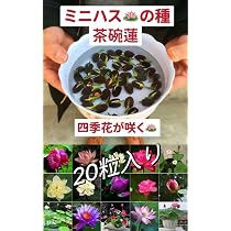 Amazon.co.jp: ミニハスの種 茶碗蓮 ハスの種 屋内外植付け可能 お得な