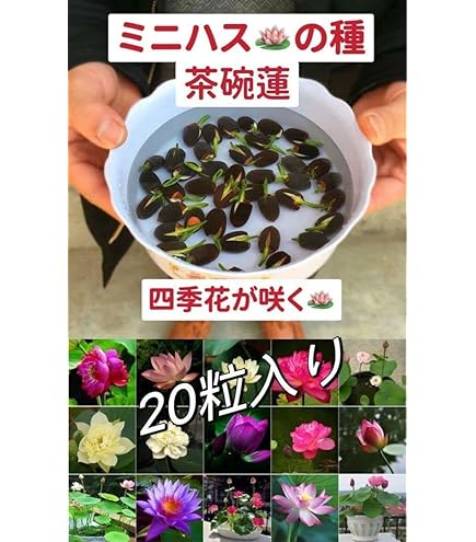 Amazon.co.jp: ミニハスの種 茶碗蓮 ハスの種 屋内外植付け可能 お得な