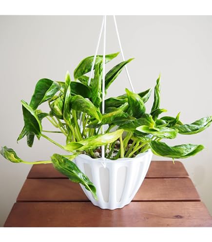 Amazon｜観葉植物 ポトス テルノ No.030 トラサン 5号鉢 吊り鉢 吊り