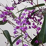 ハーデンベルギア：パープル3.5号ポット2株セット[紫花・冬に開花するつる性植物] ノーブランド品