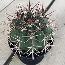 メロカクタス【恒星雲（こうせいうん）】（実生子株からの育成株） Amazon｜サボテン メロカクタス 月光雲 実生｜観葉植物