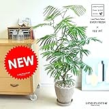 LAND PLANTS 【観葉植物】 エバーフレッシュ （茶色エッグポット）