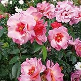 バラ苗 フォーユアアイズオンリー 国産大苗6号スリット鉢 四季咲き中輪 フロリバンダ(FL) 複色系(ワーナーズローゼス)