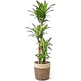 選べる観葉植物 10号鉢 (ホンコンカポック, ツートーン)