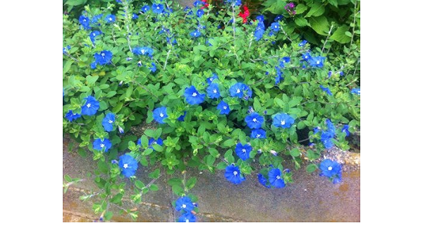 Amazon 夏空にピッタリ 青い花人気no 1 アメリカンブルー エボルブルス 3号苗5株セット 花苗 花